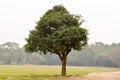 A single oak tree on a meadow in sunset summer time. Rural landscape scene. Environmental Conservation background. Tree of life Royalty Free Stock Photo