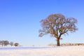 Single oak tree snow landscape Royalty Free Stock Photo