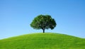 A single oak tree standing alone in the middle of an open field, symbolizing strength and solitude Royalty Free Stock Photo