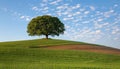 A single oak tree standing alone in the middle of an open field, symbolizing strength and solitude Royalty Free Stock Photo