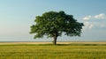 A single oak tree standing alone in the middle of an open field, symbolizing strength and solitude Royalty Free Stock Photo