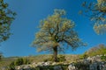 A single oak tree with young leaves in springtime Royalty Free Stock Photo