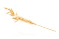 Single oat spike with oat grain isolated on white background with clipping path. Element for design Royalty Free Stock Photo