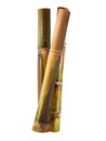 Single object of Sugar cane isolated on white background Royalty Free Stock Photo