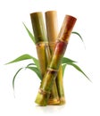Single object of Sugar cane isolated on white background Royalty Free Stock Photo