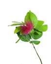 Single Ohia Lehua Hawaiian flower