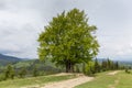 Single old beech on mountain meadow next the dirt road Royalty Free Stock Photo