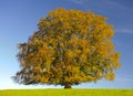 Single old beech tree in medow at fall Royalty Free Stock Photo