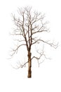 Single old big and dead tree dead isolated on white background. Royalty Free Stock Photo