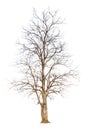 Single old big and dead tree dead isolated on white background. Royalty Free Stock Photo