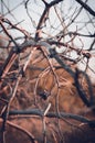 A single old bump on a dry pine tree in the rays of autumn sunset. Royalty Free Stock Photo