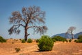 Single old and dead tree in a dry field isolated on blue sky background Royalty Free Stock Photo