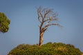 Single old and dead tree isolated on blue sky background Royalty Free Stock Photo