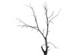 Single old and dead tree isolated on white background Royalty Free Stock Photo