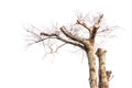 Single old and dead tree isolated on white background Royalty Free Stock Photo