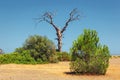 Single old and dead tree among live trees in a forest isolated on blue sky background