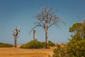 Single old and dead trees in a dry field isolated on blue sky background Royalty Free Stock Photo