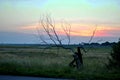 Single old dry apple tree near the road Yellow oilseed field in the background. Royalty Free Stock Photo