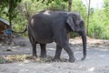 Single old female Asiatic elephant walk