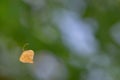 Single old leaf hanging on spiderweb Royalty Free Stock Photo