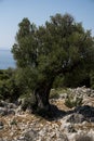 Single old olive tree behind an old wall made from limestone rocks Royalty Free Stock Photo