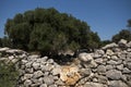 Single old olive tree behind an old wall made from limestone rocks Royalty Free Stock Photo