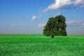 Single Old Tall Oak Tree On The Summer Field Royalty Free Stock Photo