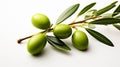 A single olive without leaf Illustration isolated on white background
