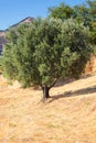 Single olive tree in Calabria Royalty Free Stock Photo