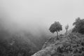 Single olive tree at cliff edge in mountains on foggy day Royalty Free Stock Photo