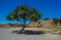Single olive tree Royalty Free Stock Photo