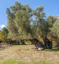 Single olive tree Royalty Free Stock Photo