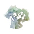 Single olive tree paint drawn illustration. Royalty Free Stock Photo