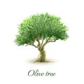 Single olive tree picture print