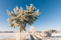 Single one frosted pine next to rutted road