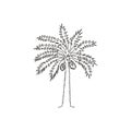 Single one line drawing of beauty and exotic date palm tree. Decorative phoenix dactylifera tree concept for plantation company.