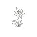 Single one line drawing beauty and exotic mountain leontopodium plant. Decorative edelweiss flower concept for home decor wall art