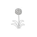 Single one line drawing of beauty fresh allium giganteum for garden logo. Decorative giant onion flower concept home decor wall Royalty Free Stock Photo