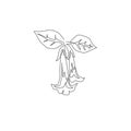 Single one line drawing of beauty fresh brugmansia for garden logo. Decorative angel trumpet flower concept for home decor wall