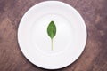 Single one spinach green leaf on white plate. Diet, fasting, vegan, vegetarian, healthy food concept Royalty Free Stock Photo