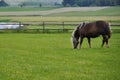 Single onehorse animal grazing on the farm agriculture field