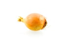 Single onion Royalty Free Stock Photo