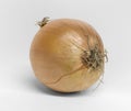 Single onion Royalty Free Stock Photo