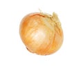 Single onion bulb Royalty Free Stock Photo