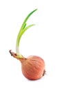 Single onion with fresh green sprouts Royalty Free Stock Photo