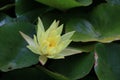 Single, open, yellow waterlily blossom floating on pond with background of green lily pads Royalty Free Stock Photo