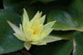 Single, open, yellow waterlily blossom floating on pond with background of green lily pads Royalty Free Stock Photo