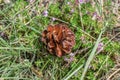 Single opened dry pine cone in green grass Royalty Free Stock Photo