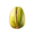 A Single Opened Pistachio Nut with a Green Kernel Royalty Free Stock Photo