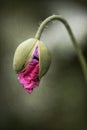 Single opening poppy bud Royalty Free Stock Photo
